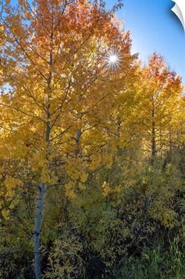 USA, Wyoming, Autumn Aspen Near The Oxbow Bend, Grand Teton National Park
