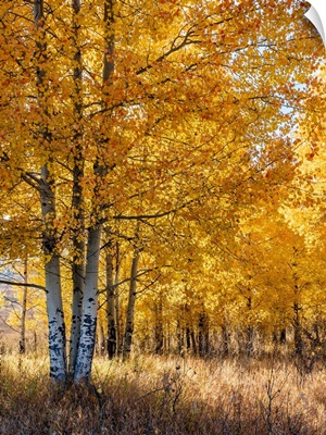 USA, Wyoming, Autumn Aspen Near The Oxbow Bend, Grand Teton National Park