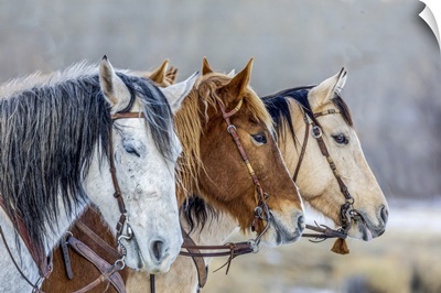 USA, Wyoming, Hideout Horse Ranch, Horses In A Row