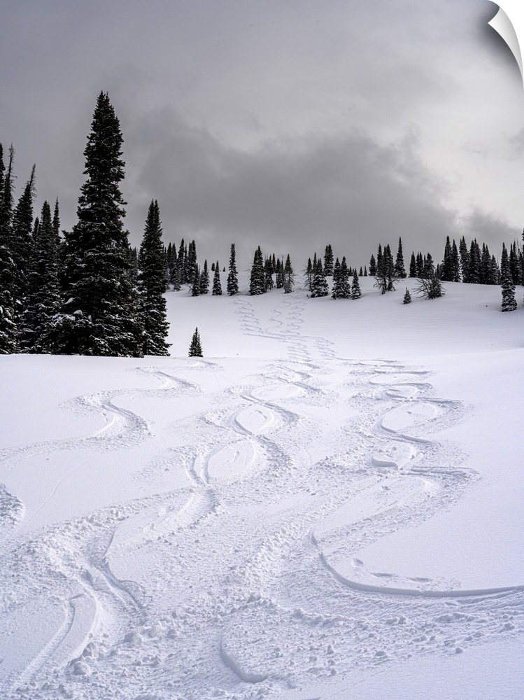 USA, Wyoming. Ski tracks in powder near Jackson Hole.