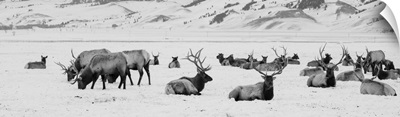 USA, Wyoming, Tetons National Park, National Elk Refuge, Large Elk Herd In Winter