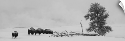 USA, Wyoming, Yellowstone National Park, Bison Herd In Snow