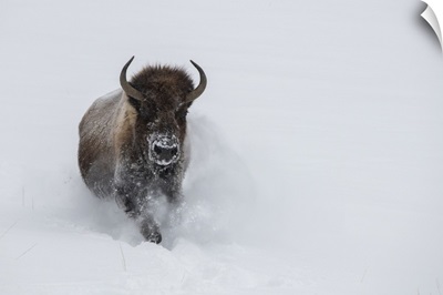USA, Wyoming, Yellowstone National Park, Lone Bull Bison Running In Deep Snow