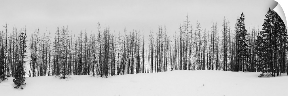 USA, Wyoming, Yellowstone National Park. Winter line of trees. United States, Wyoming.