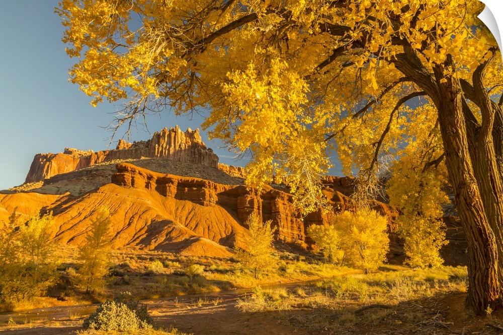 Utah, Capitol Reef National Park, Cottonwood Trees And The Castle Rock Formation