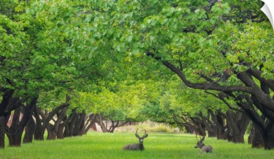 Utah, Capitol Reef National Park. Deer in sylvan orchard