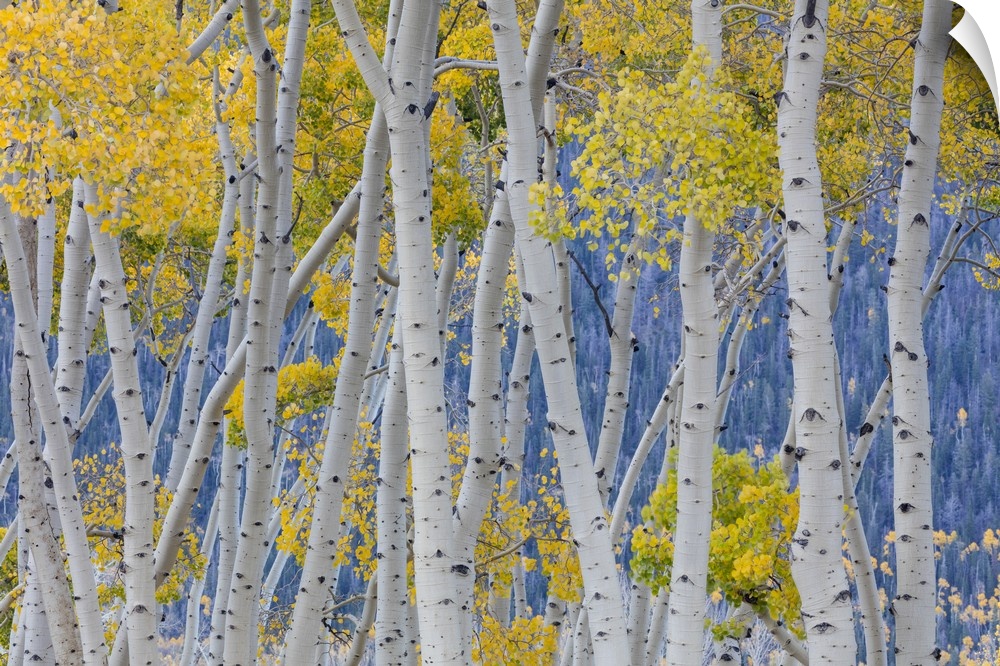 USA, Utah, Fishlake National Forest. Aspen trees in autumn.