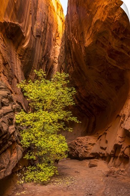 Utah, Grand Staircase-Escalante National Monument, Slot Canyon Cliff And Tree In Autumn