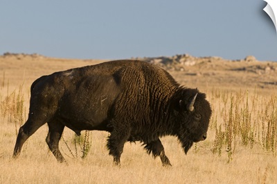 Utah, Great Salt Lake, American Bison