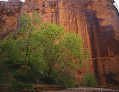 Vermilion Cliffs, Box Elder trees and sheer sandstone canyon walls