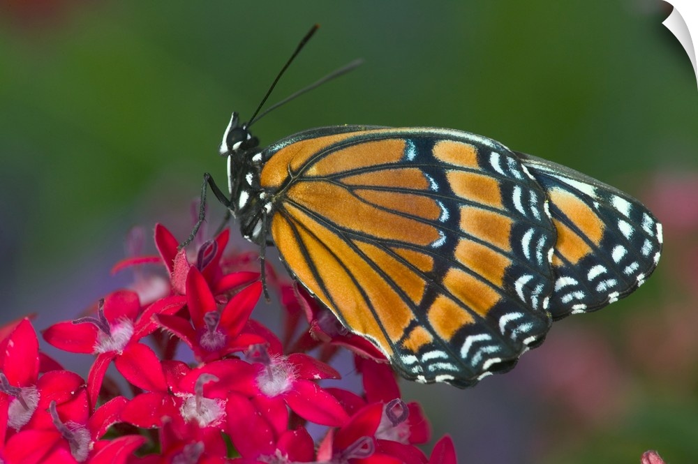 Viceroy Butterfly that mimics the Monarch Butterfly.