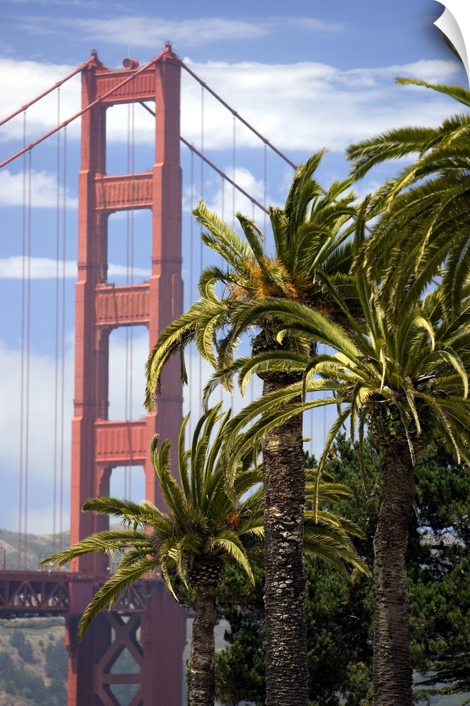 View of the Golden Gate Bridge with Palm trees from the Presidio in San Francisco.