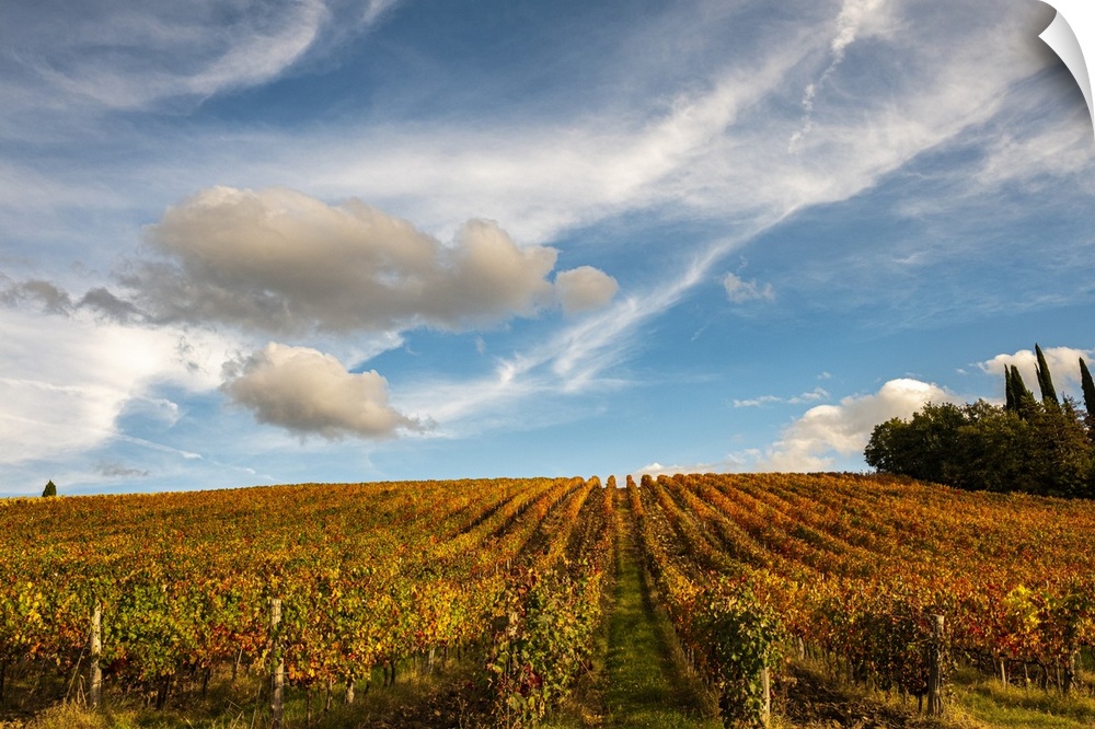 Vineyard in autumn, Italy.