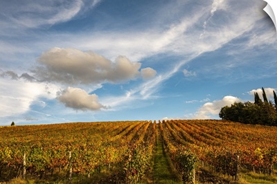 Vineyard In Autumn, Italy