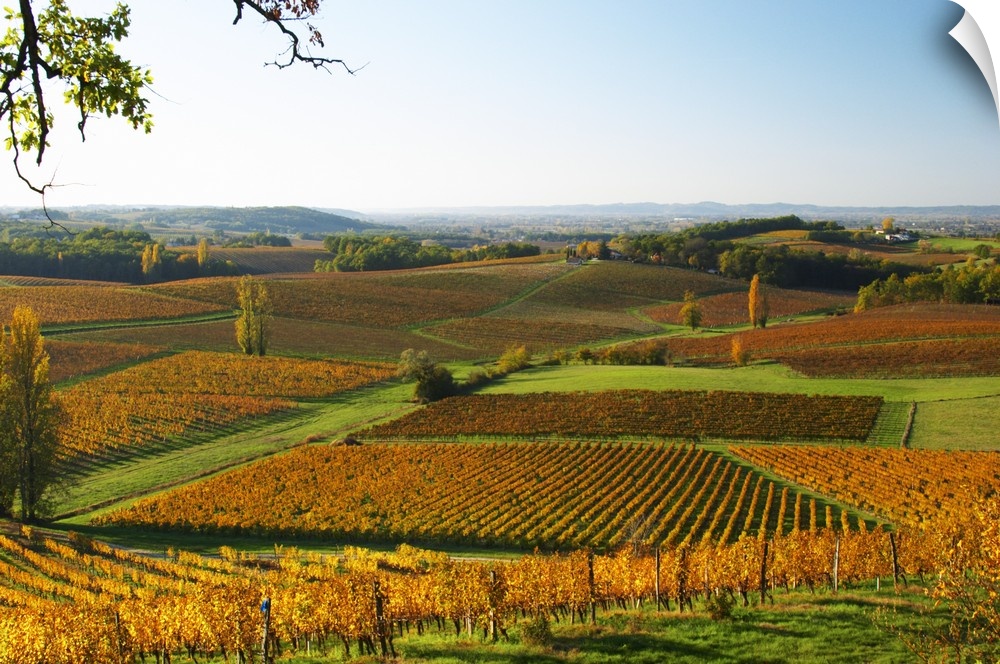 A view over the vineyards in Bergerac at Chateau Belingard in evening sunshine in autumn giving the wines a golden glow  C...