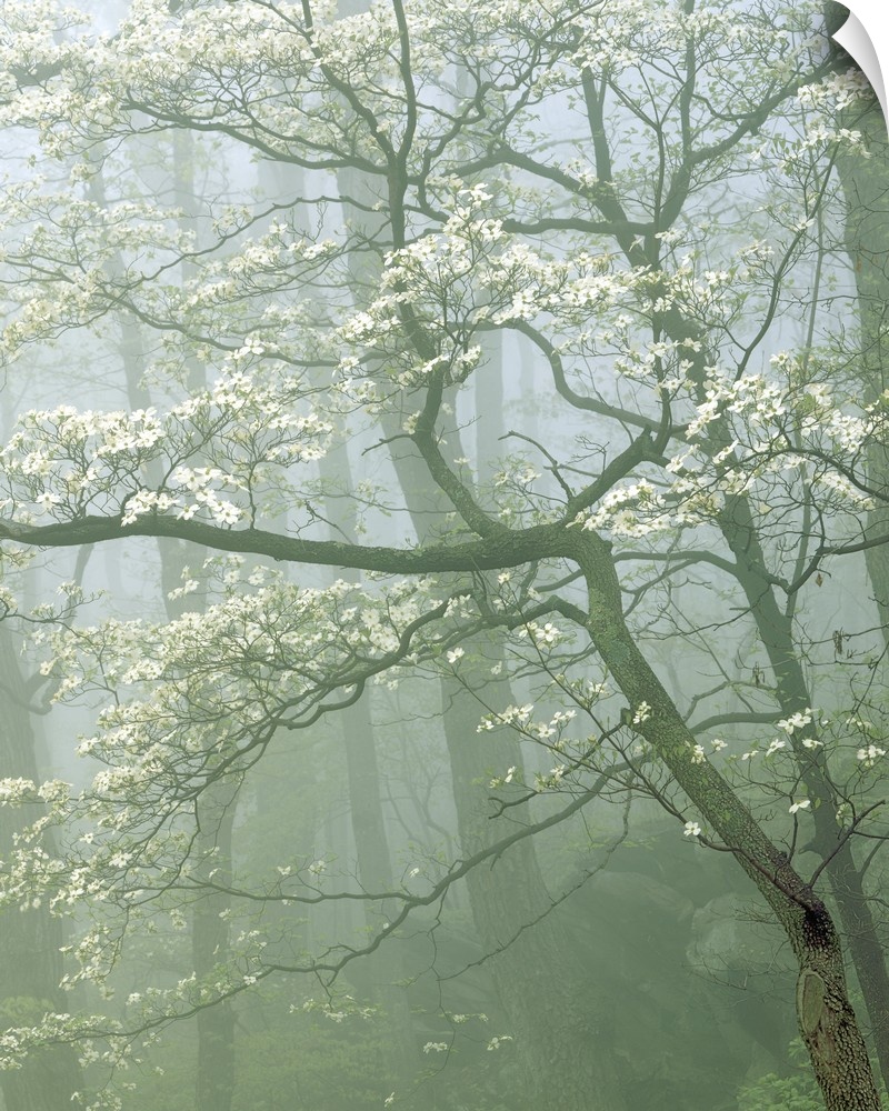 USA, Virginia, Shenandoah National Park, Flowering Dogwood in foggy forest.