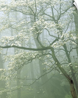 Virginia, Shenandoah National Park, flowering Dogwood in foggy forest