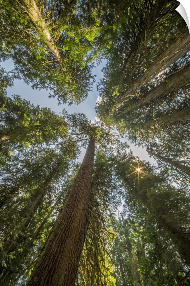 USA, Washington State. Looking up toward tall, mature, old growth conifers at Grove of the Patriarchs, Mt. Rainier NP.