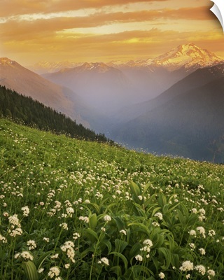 Washington, Meadow with hellebore and Sitka valerian on Green Mountain