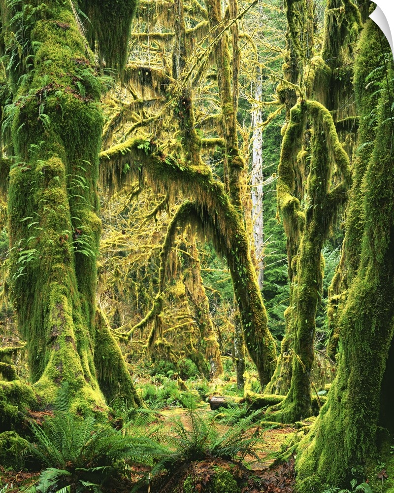 USA, Washington, Olympic National Park, Hoh Rain Forest, Moss covered Bigleaf Maples.