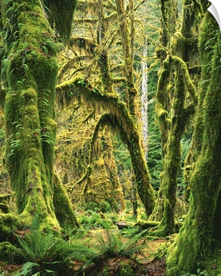 Washington, Olympic National Park, Hoh Rain Forest, Moss covered Bigleaf Maples