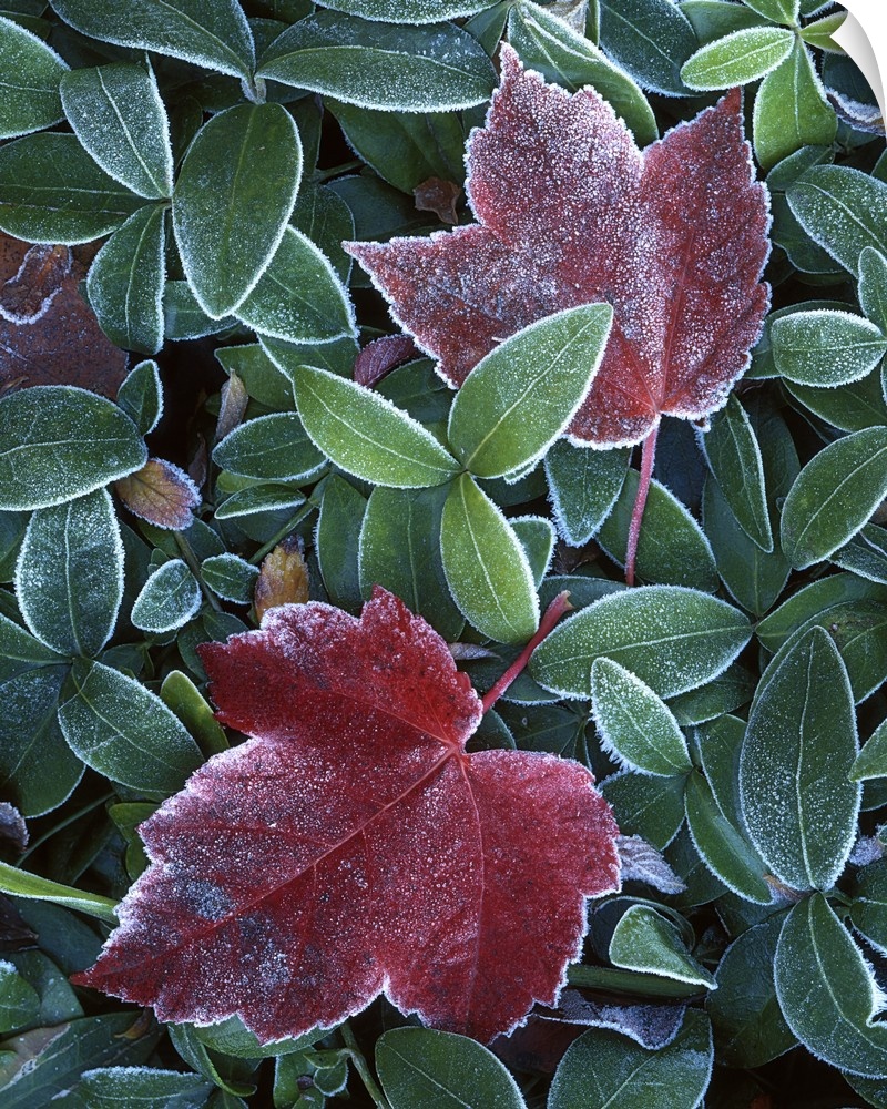 Washington, Spokane County, Maple and Myrtle leaves.