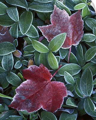 Washington, Spokane County, Maple and Myrtle leaves
