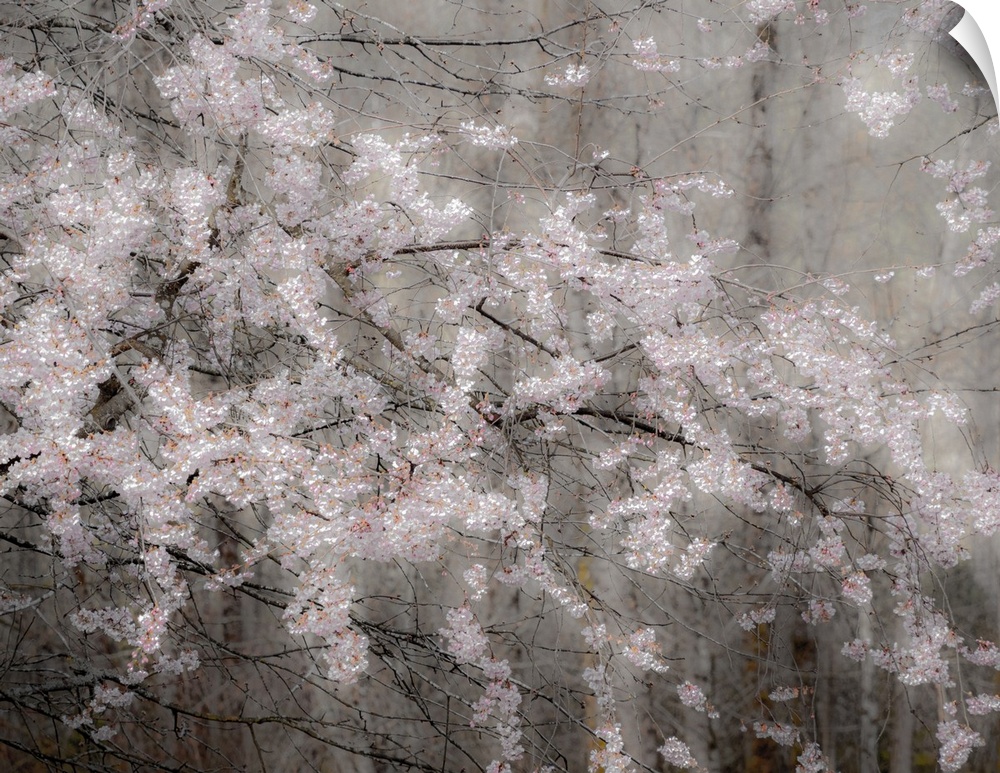 USA, Washington State, Fall City, Springtime cherry trees blooming along Snoqualmie River. United States, Washington State.