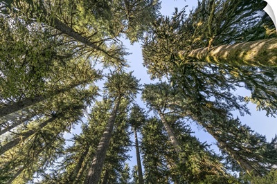 Washington State, Olympic National Park, Looking Up At Conifer Trees