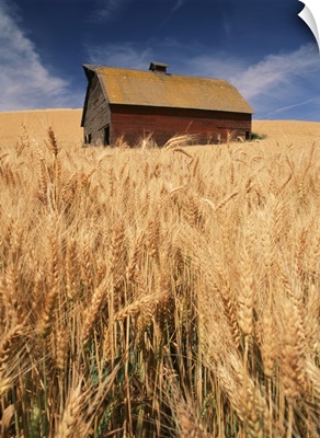 Washington State, Palouse, View of barn surrounded with wheat field