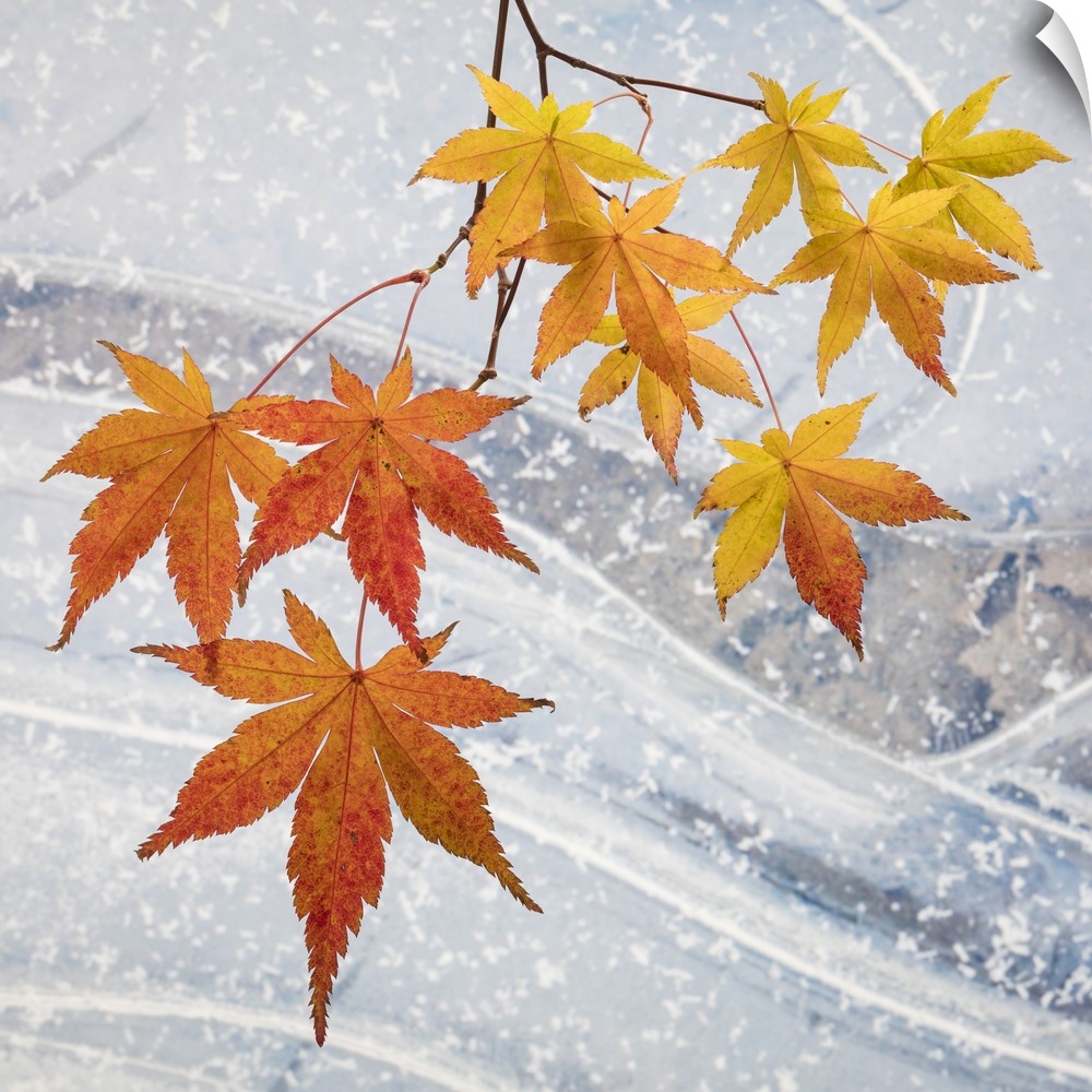 USA, Washington, Seabeck. Japanese maple leaves and ice.