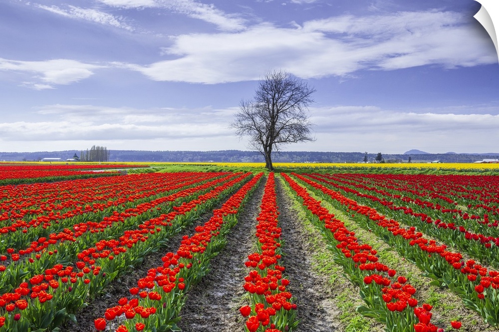 USA, Washington State, Skagit Valley. Rows of red tulips and tree. Credit: Jim Nilsen