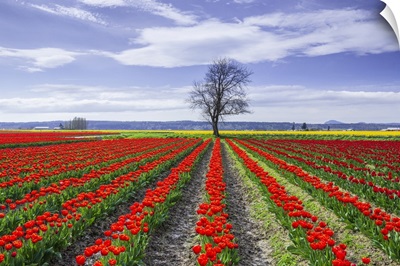 Washington State, Skagit Valley, Rows Of Red Tulips And Tree