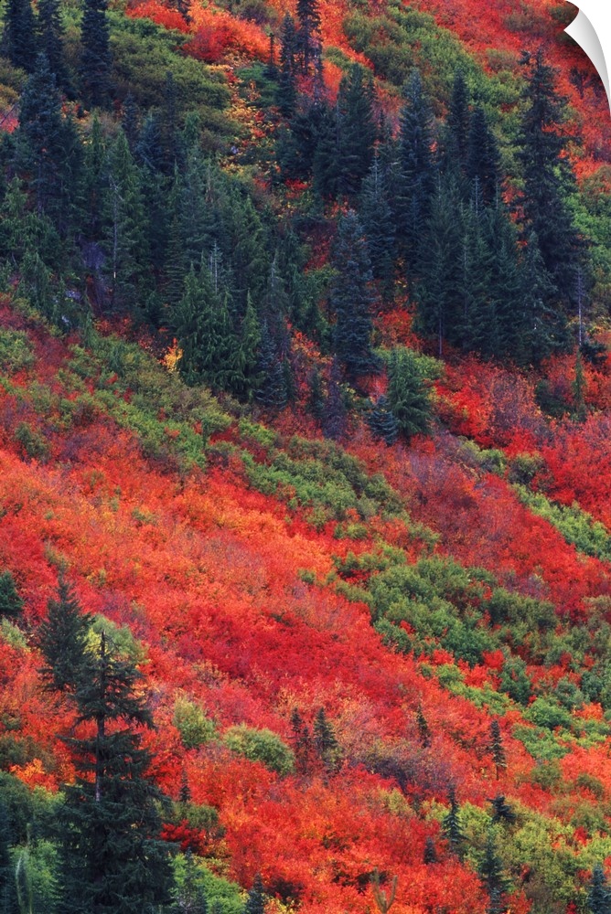 Washington, Wenatchee National Forest, Steven's Pass, Autumn Color.