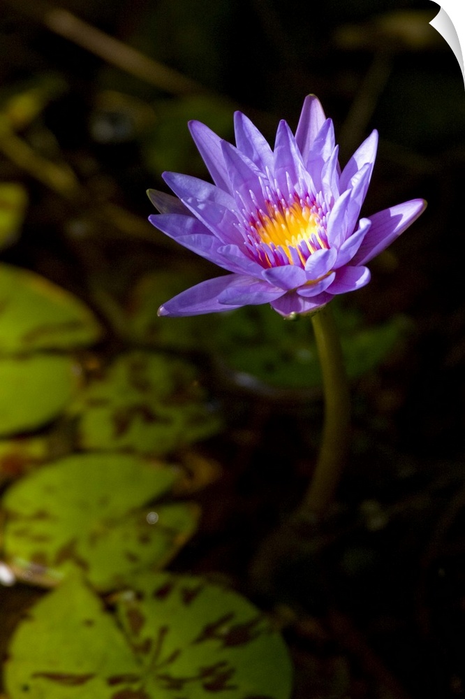 Water lilies, of the genus Nymphaea, are aquatic plants found world-wide; often planted as ornamentals in ponds for their ...