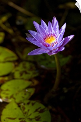 Water lilies, of the genus Nymphaea, are aquatic plants found world-wide
