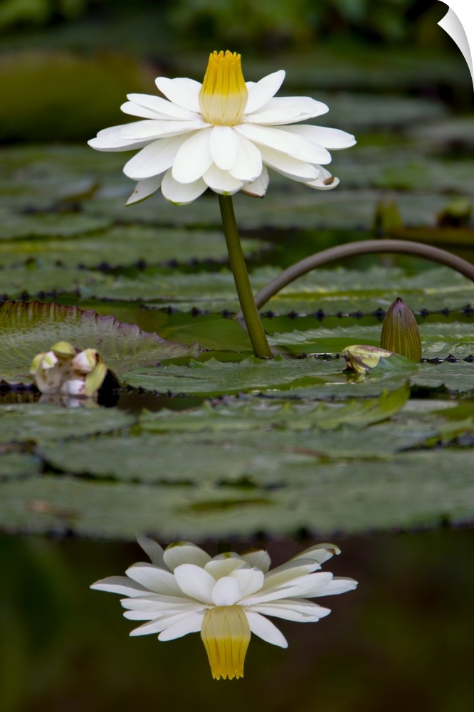 Water lilies, of the genus Nymphaea, are aquatic plants found world-wide; often planted as ornamentals in ponds for their ...