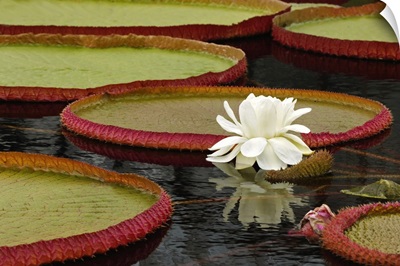 Water lily and lily pad pond, Longwood Gardens, Pennsylvania
