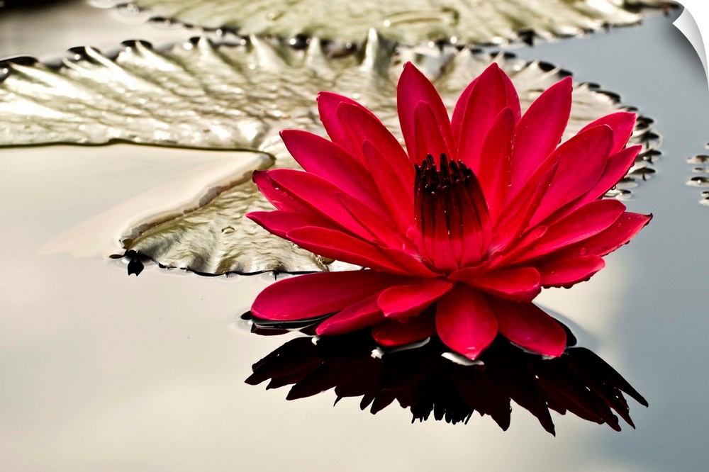 Water lily flower and pads on garden pond, Pennsylvania, Philadelphia, Longwood Gardens.