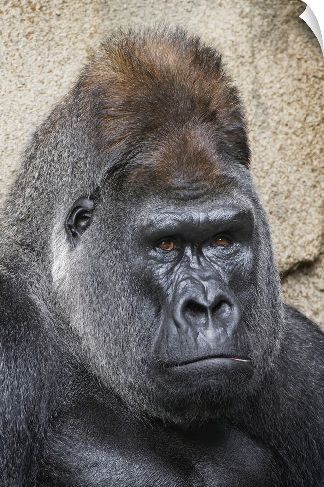 Western Gorilla, Cincinnati Zoo. United States, Ohio.