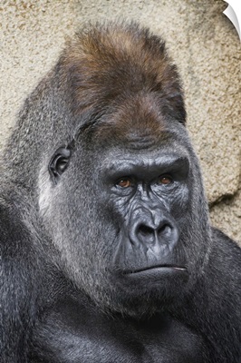 Western Gorilla, Cincinnati Zoo