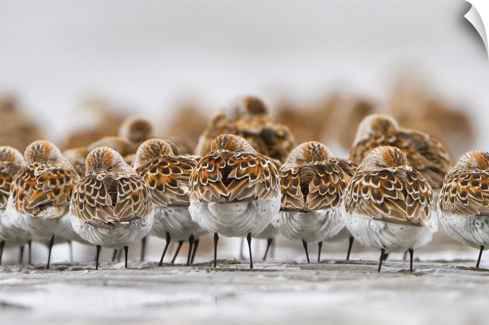 USA, Bottle Beach, Grays Harbor, Washington. Western Sandpipers rest at high tide during spring migration, with Dunlin beh...