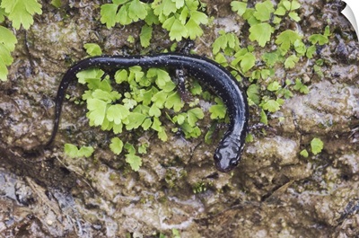 Western Slimy Salamander, Plethodon albagula, adult with fern, Uvalde County, Texas