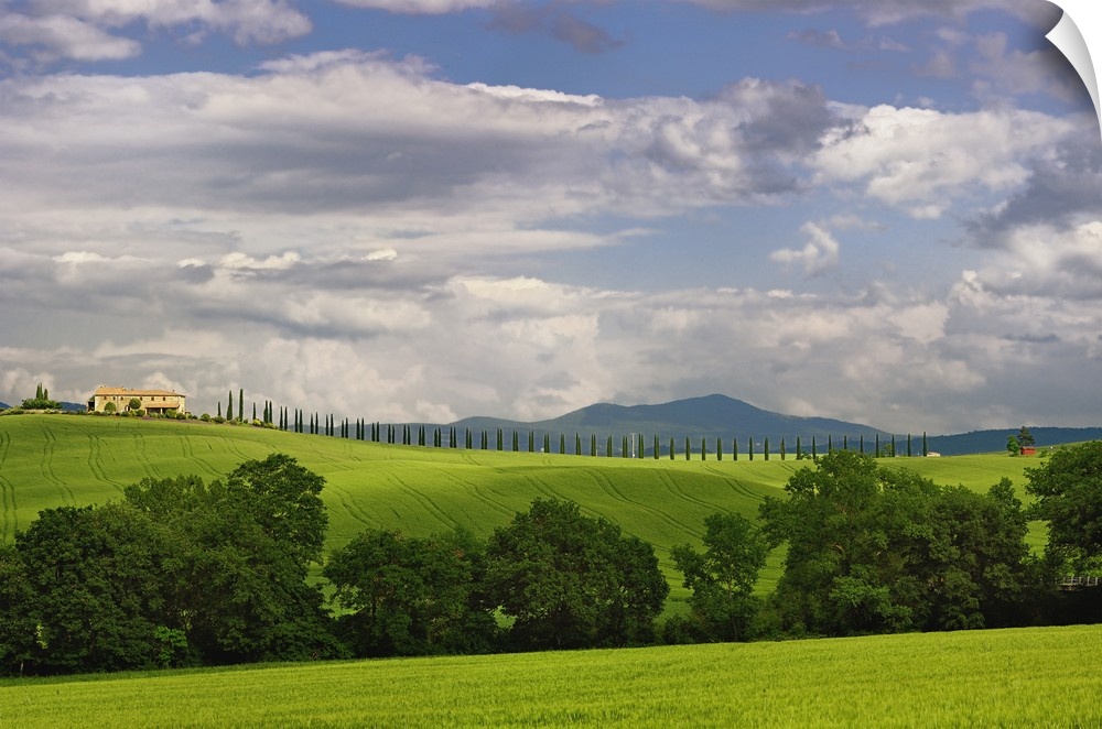 Wheat field and drive lined by stately cypress trees, Tuscany, Italy.