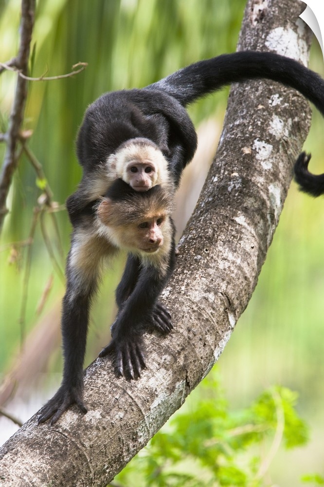 White-headed Capuchin monkey with baby on its back descending a tree branch in the rainforest of Corcovado National Park, ...