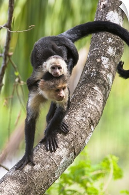 White-headed Capuchin monkey with baby, Corcovado National Park, Costa Rica