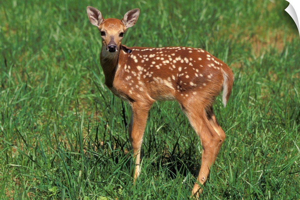 White-tailed deer fawn.