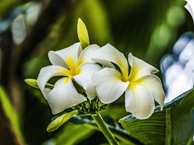 White Yellow Frangipani Plumeria, Waikiki, Honolulu, Hawaii