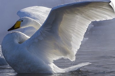 Whooper Swan, Hokkaido Island, Japan