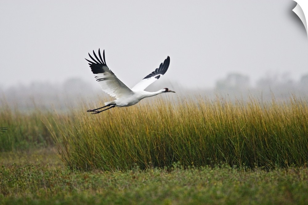 Whooping Crane (Grus americana) endangered species, flying over salt marsh at Aransas National Wildlife Refuge, Texas, USA...